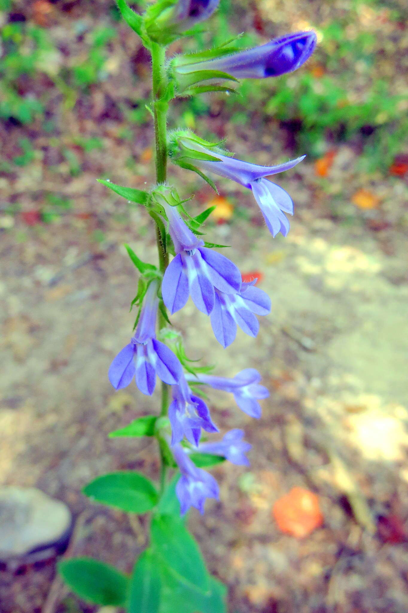 Image of downy lobelia