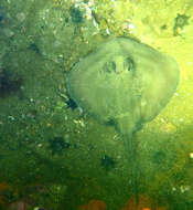 Image of Dixons Stingaree