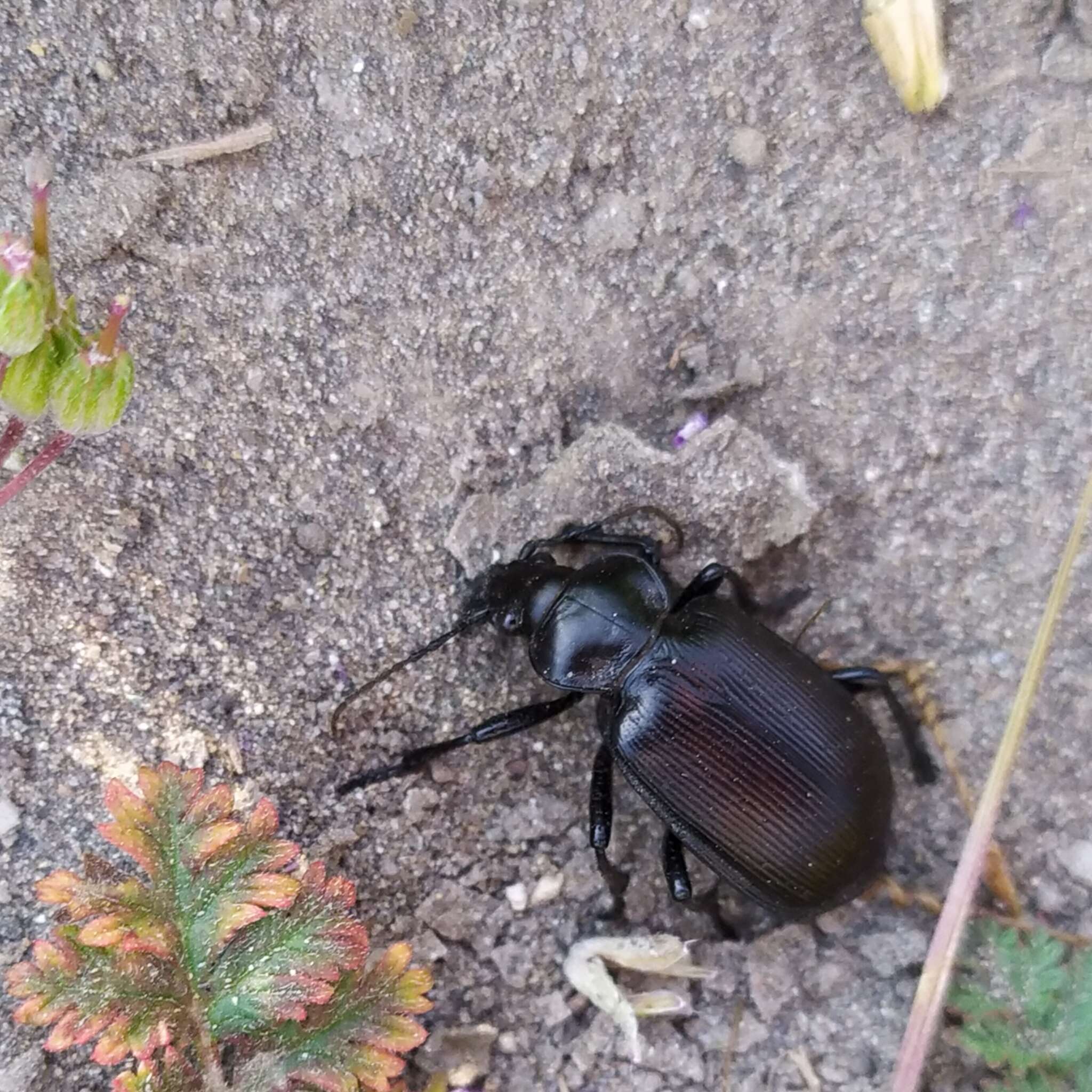 صورة Calosoma (Castrida) vagans Dejean 1831