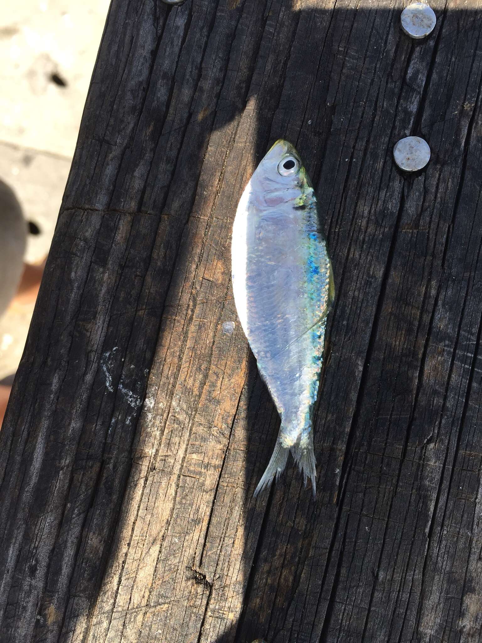 Image of Atlantic Thread Herring