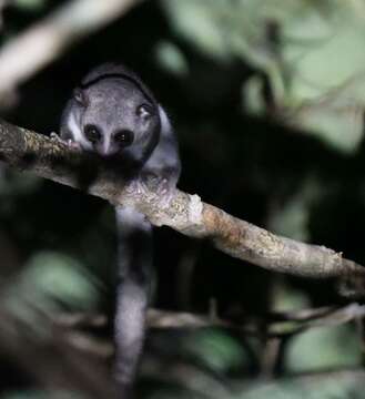 Image of fat-tailed dwarf lemur