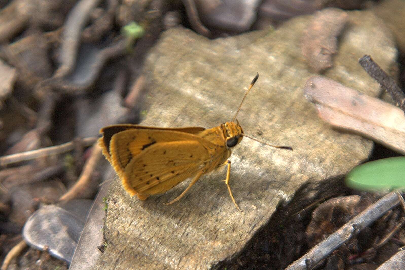 Image of Acada biseriatus Mabille 1893