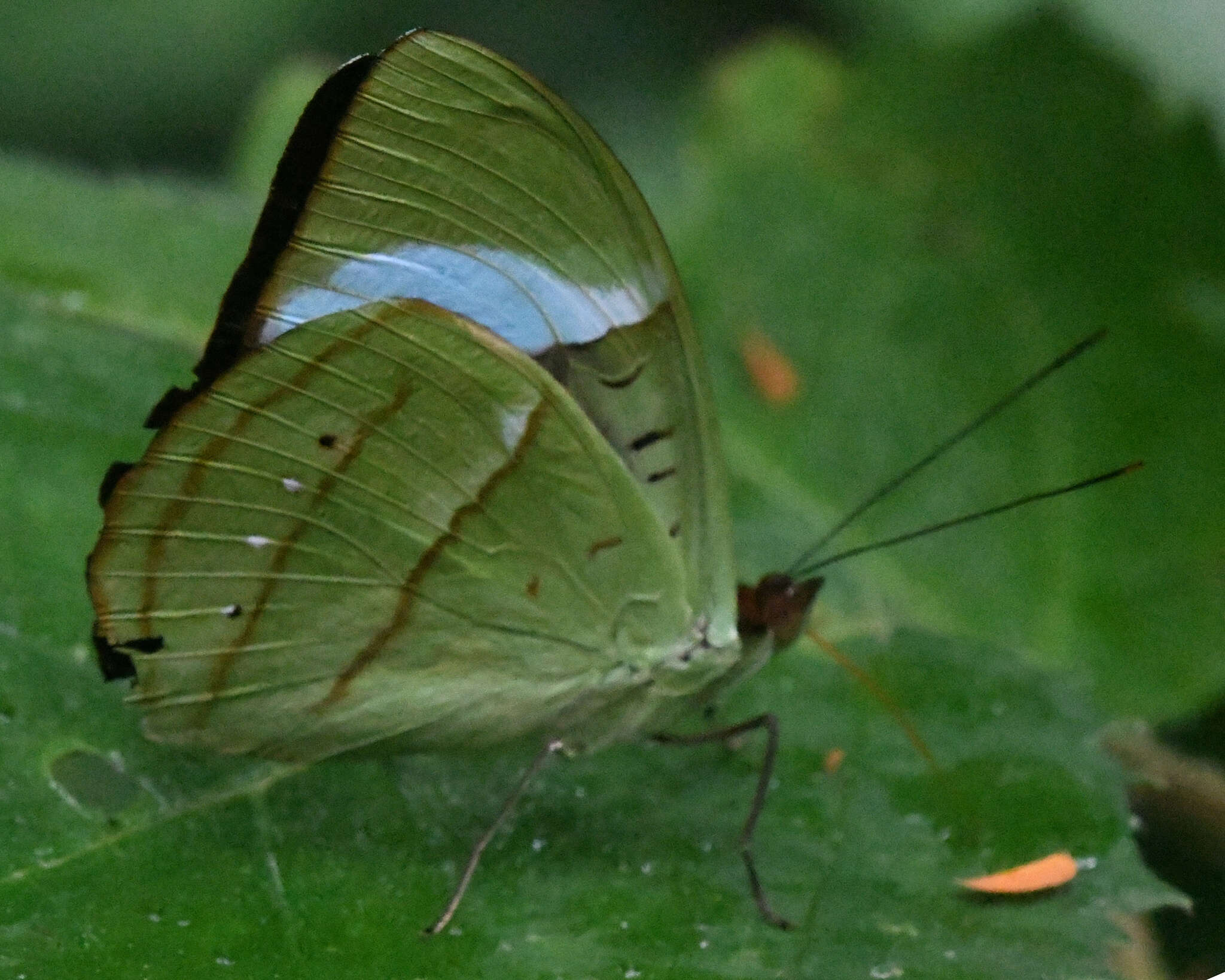 Imagem de Nessaea obrinus Linnaeus 1758