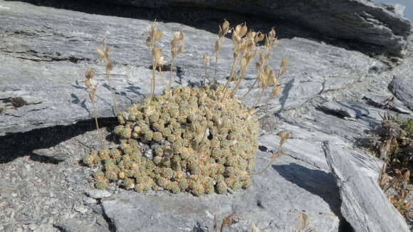 صورة Draba pterosperma Payson