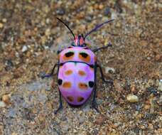 Image of <i>Poecilocoris rufigenis</i>