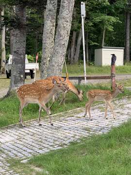 Imagem de Cervus nippon yesoensis (Heude 1884)