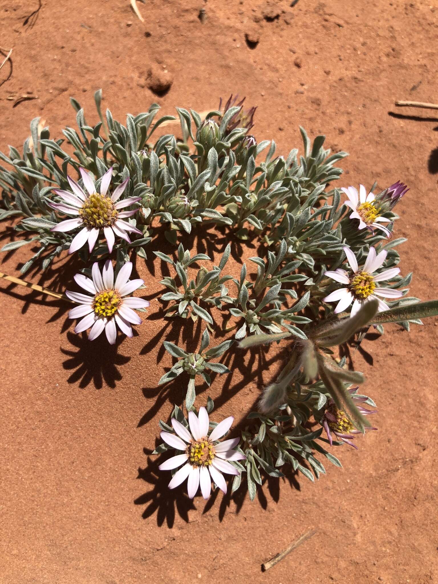 Image of hoary Townsend daisy