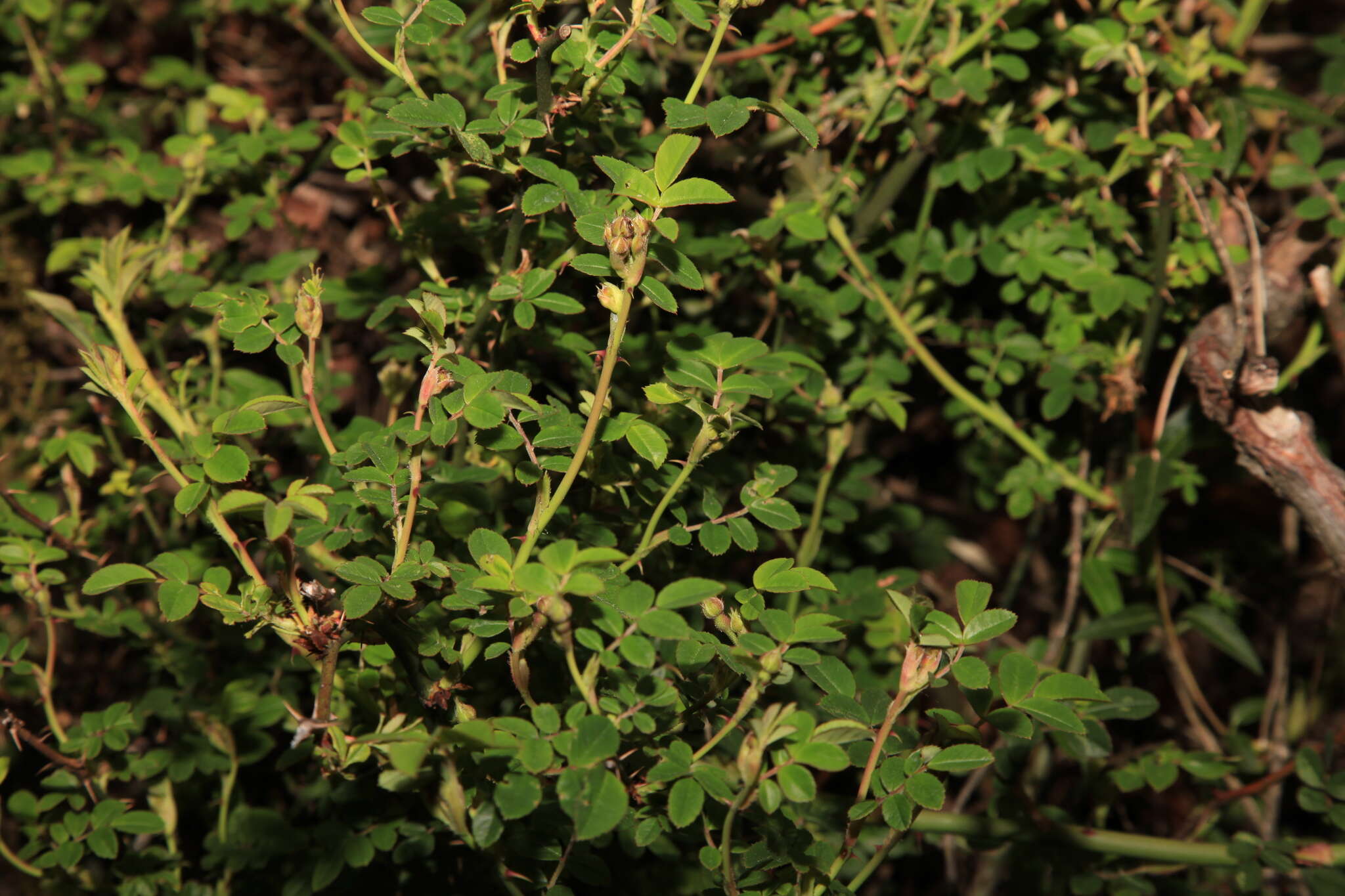 صورة Rosa transmorrisonensis Hayata