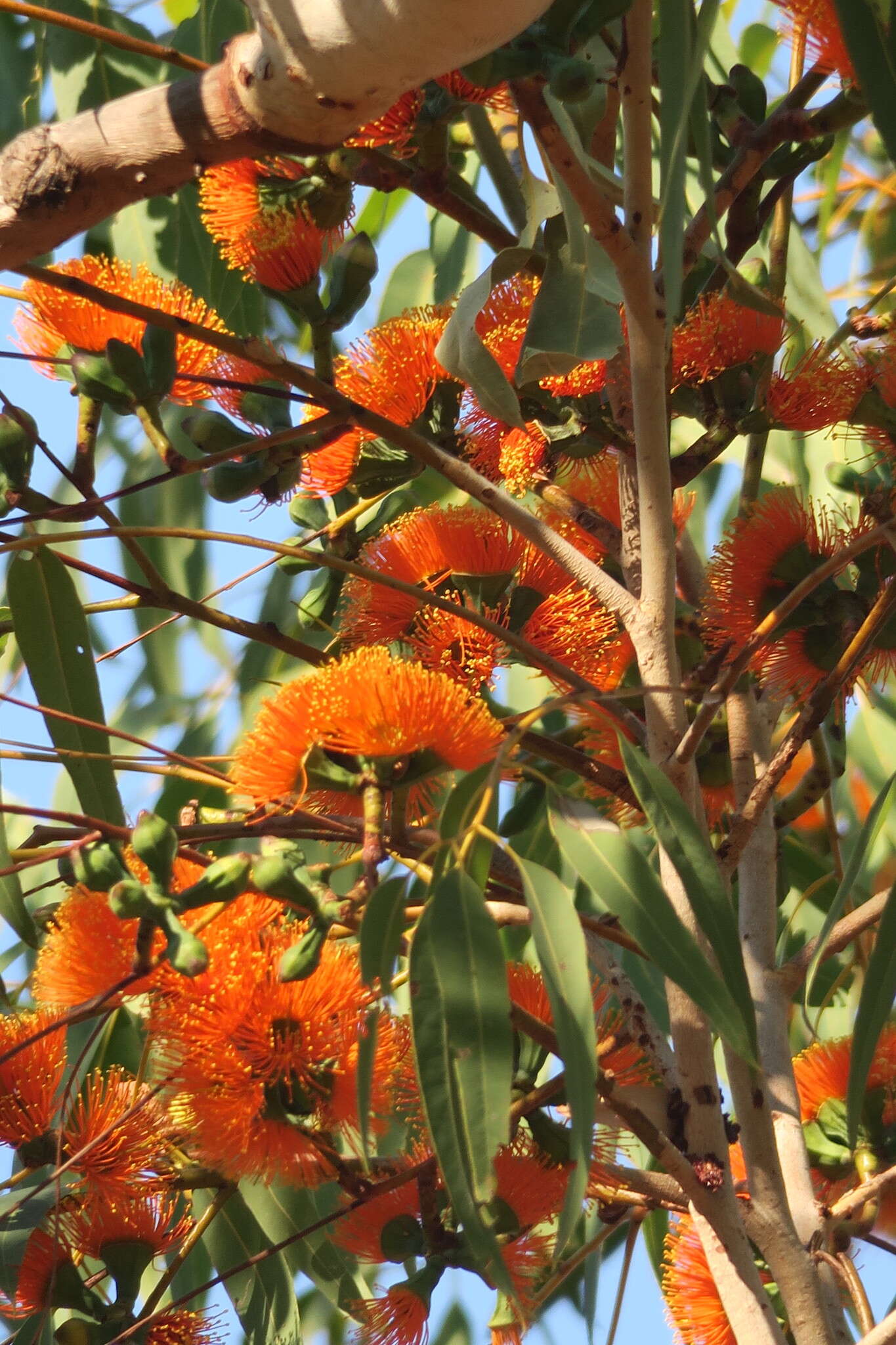 Image of Eucalyptus miniata A. Cunn. ex Schau.