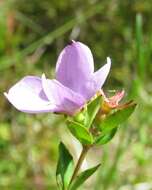 Imagem de Rhexia petiolata Walt.