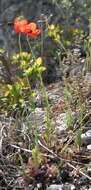 Image of Papaver laevigatum M. Bieb.