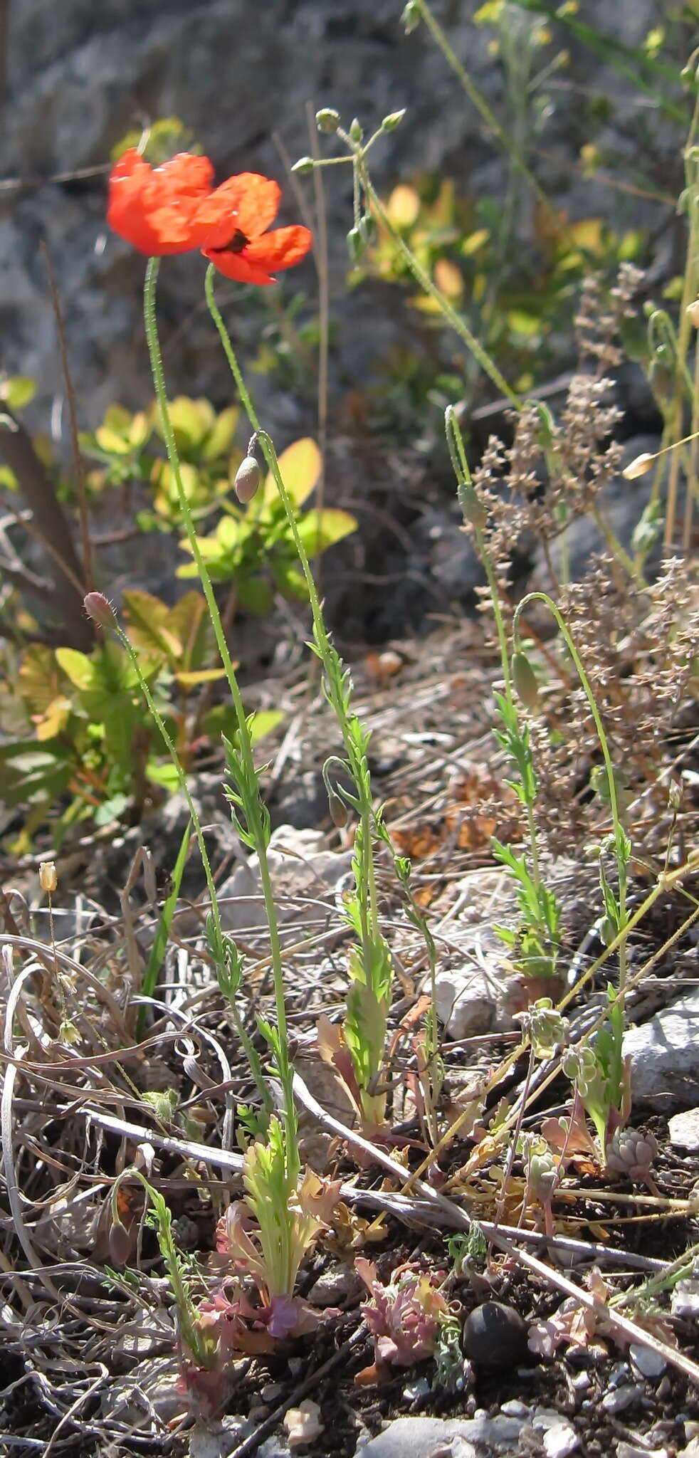 Image of Papaver laevigatum M. Bieb.