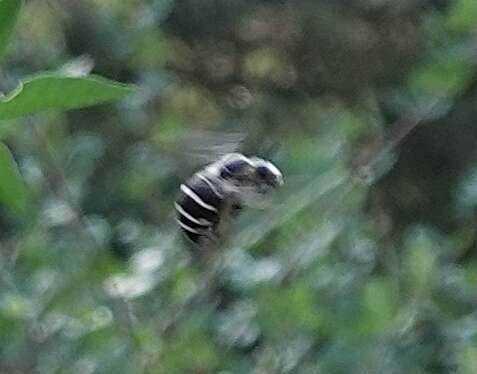 Image of Anthophora walshii Cresson 1869