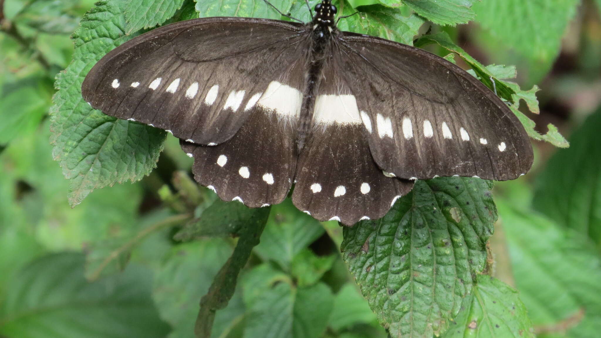 Image de Papilio jacksoni Sharpe 1891