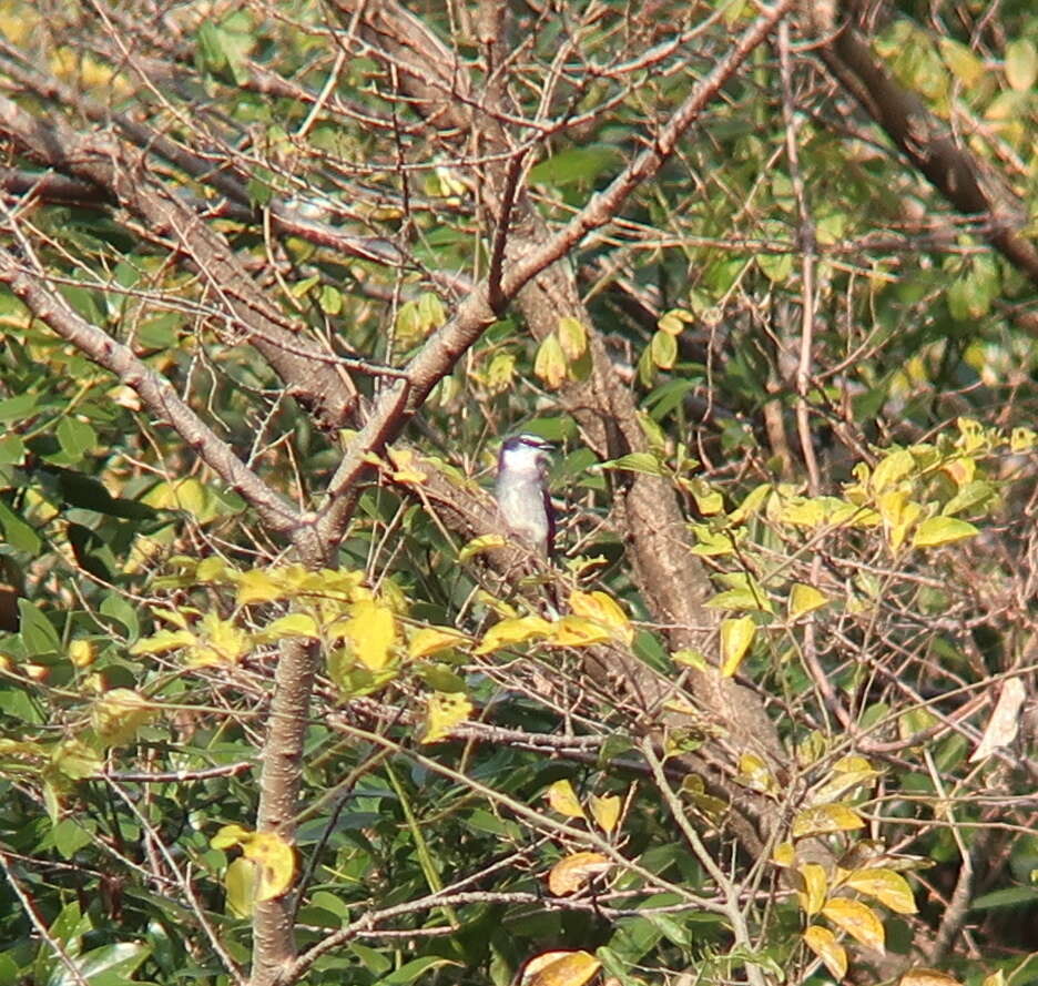 Image of Ryukyu Minivet