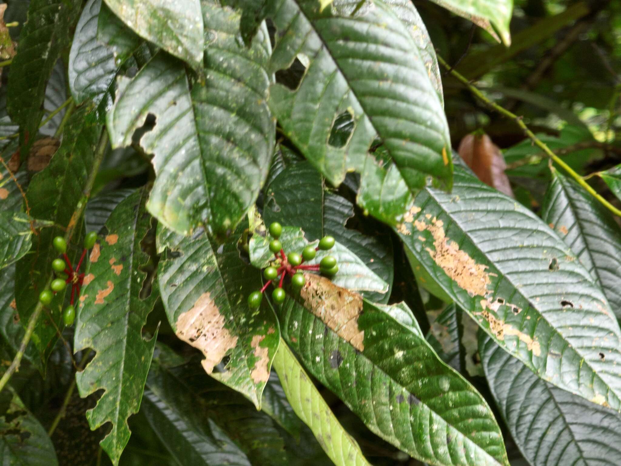 Image of Guatteria amplifolia Triana & Planch.