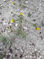 Image of Linum tauricum Willd.