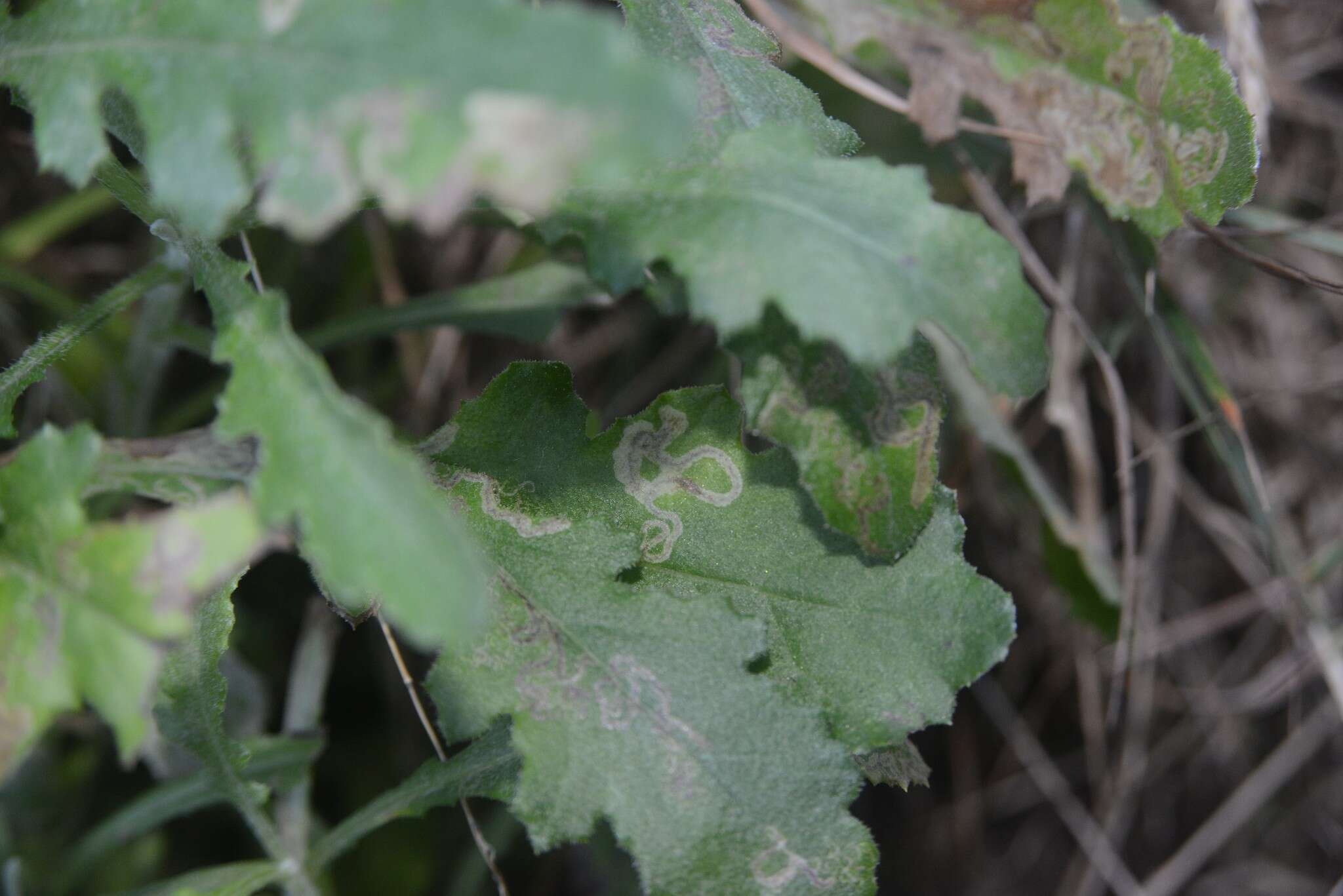 Image of Stigmella ogygia (Meyrick 1889) Dugdale 1988