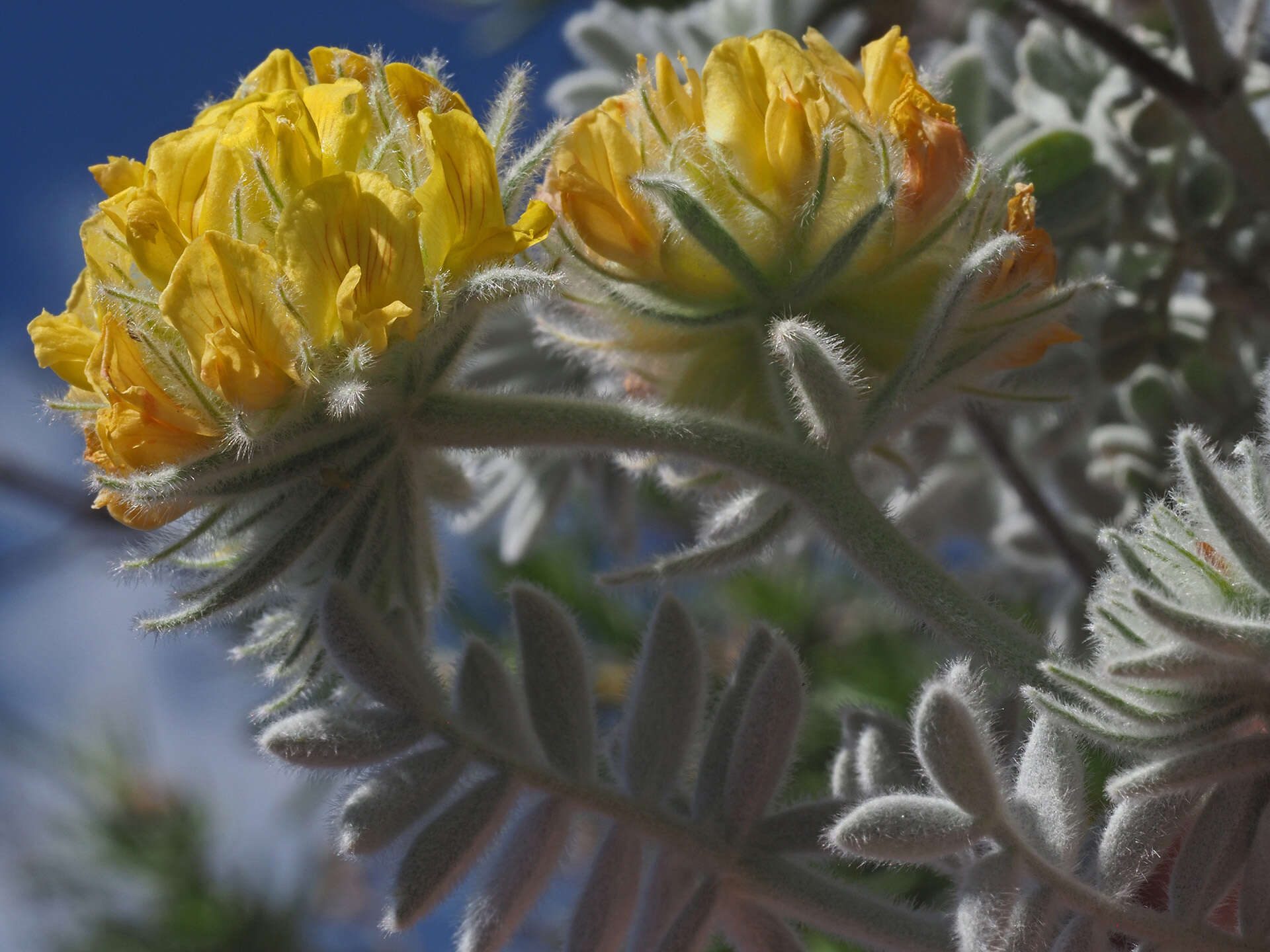 Plancia ëd Anthyllis tejedensis Boiss.