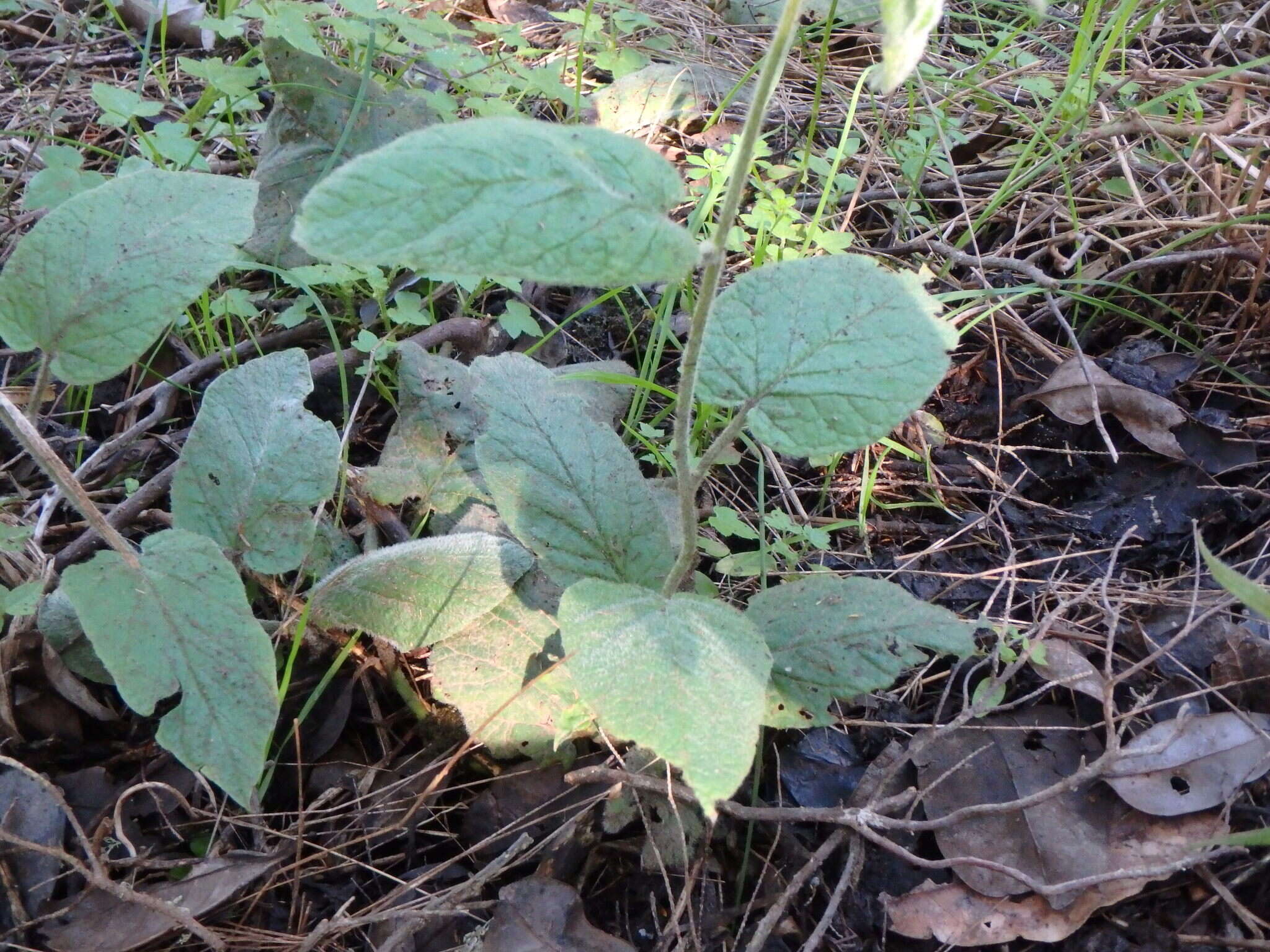 Convolvulus canariensis L.的圖片