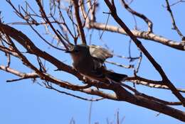 Image of Slaty-backed Thornbill