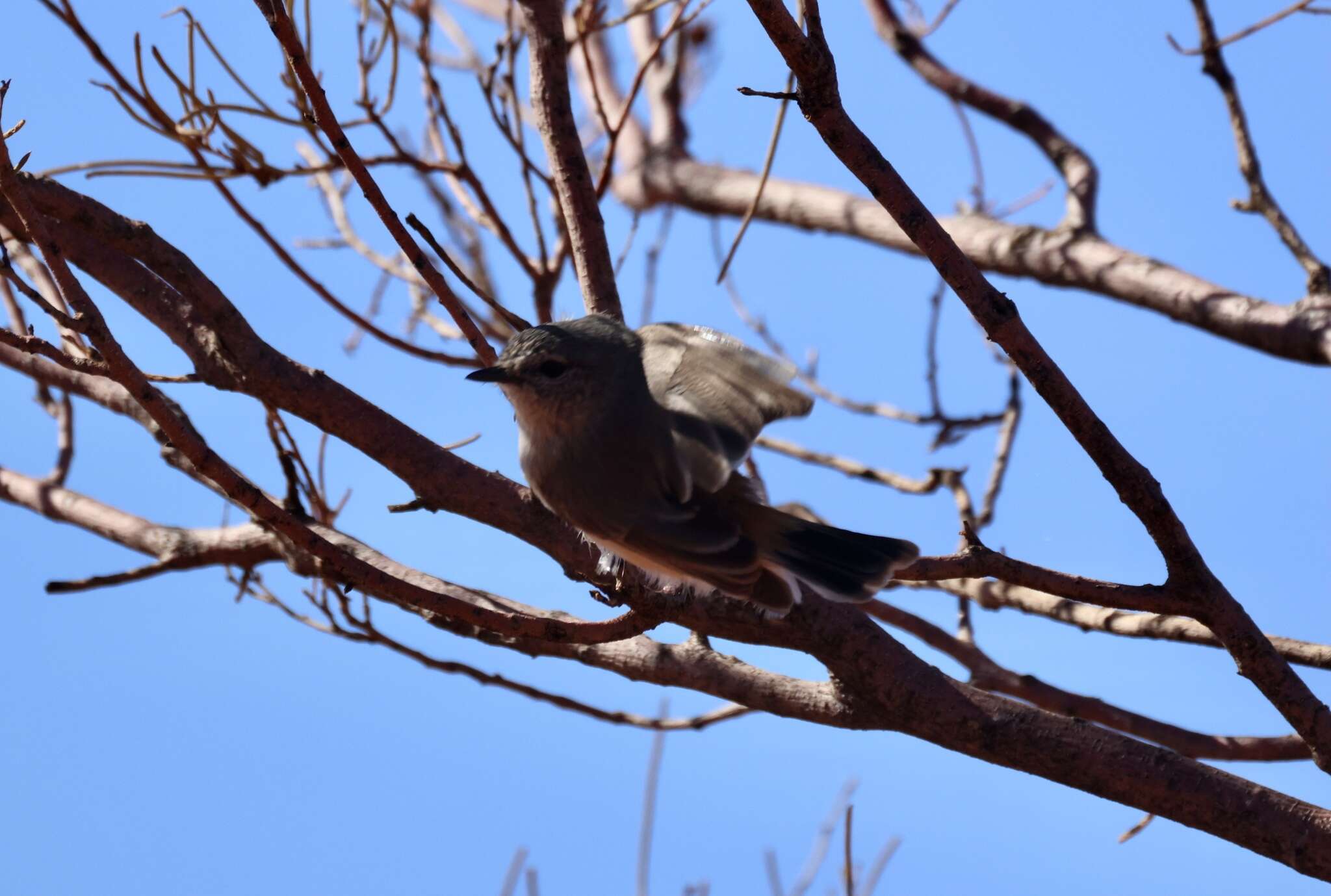 Image of Slaty-backed Thornbill