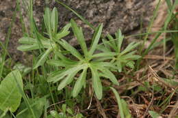 Image of Viola pinnata L.