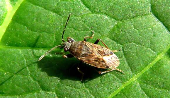 Imagem de Peritrechus gracilicornis Puton & A. 1877