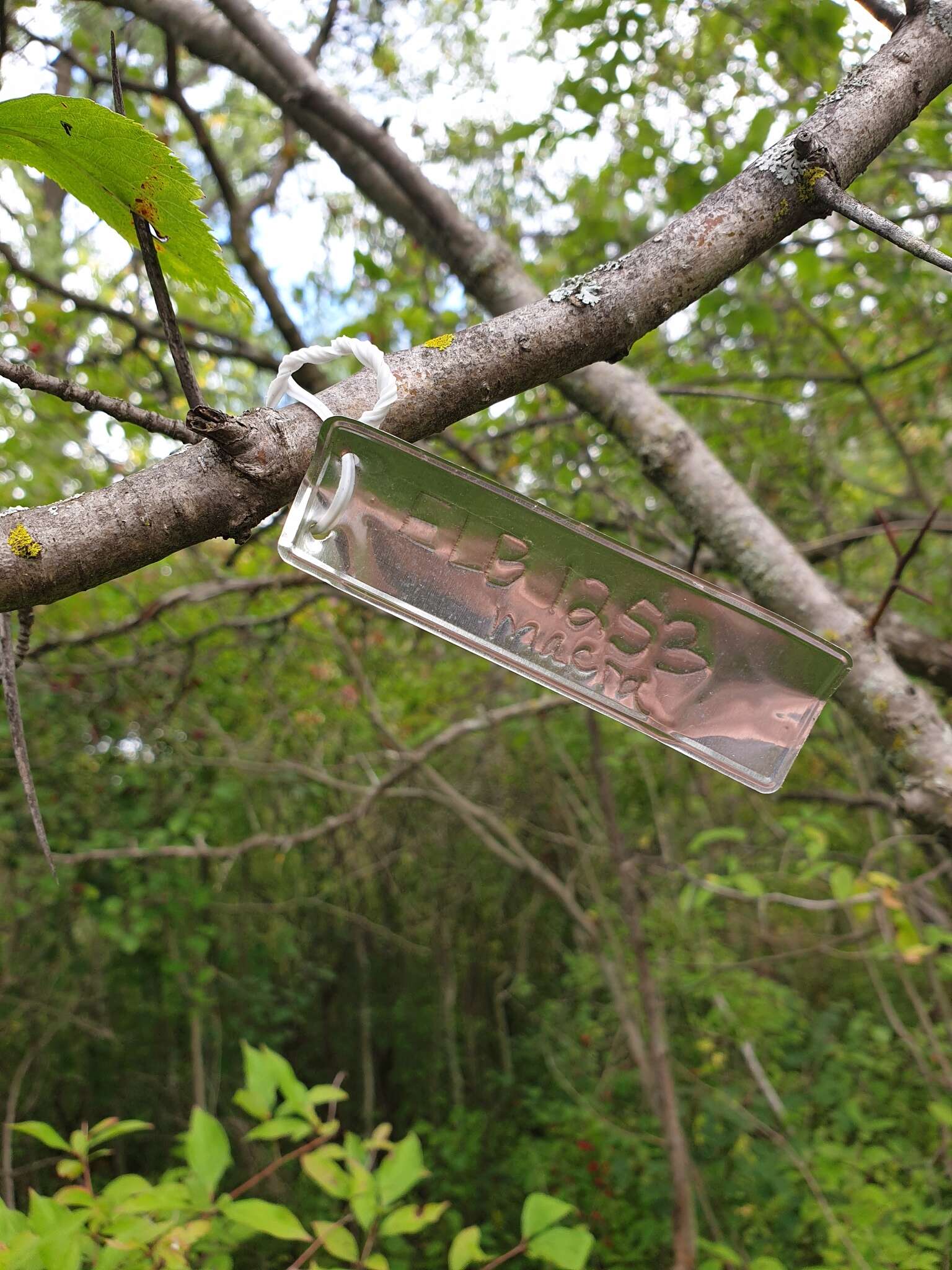 Image of fleshy hawthorn