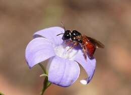 Image of Exoneura bicolor Smith 1854