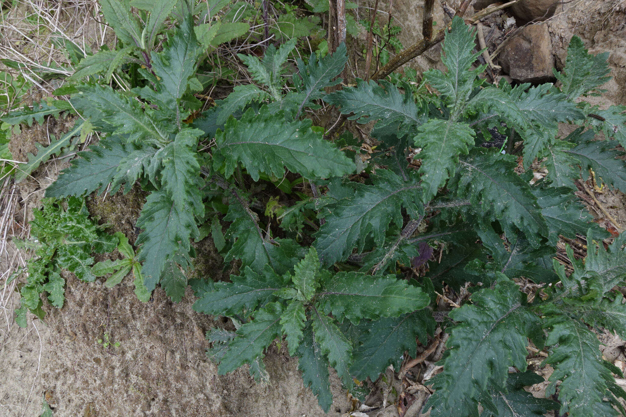 Image of Erechtites sonchoides DC.