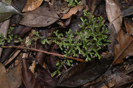 Sivun Selaginella australiensis Bak. kuva