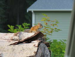 Image of Townsend’s Chipmunk