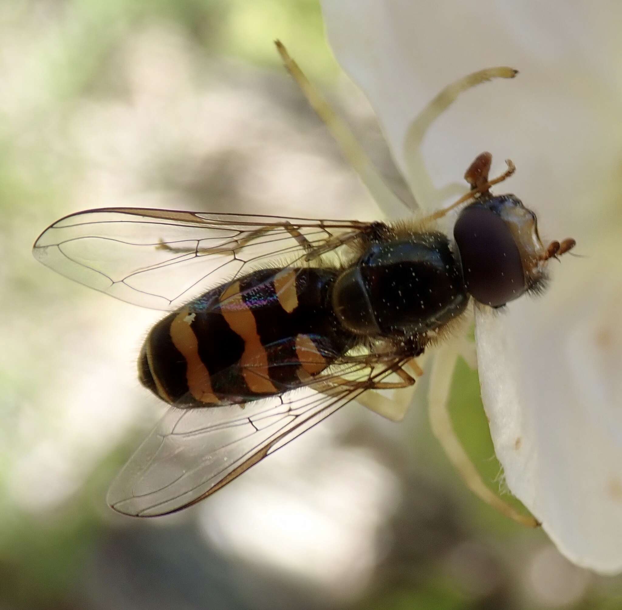 Image de Lapposyrphus aberrantis (Curran 1925)