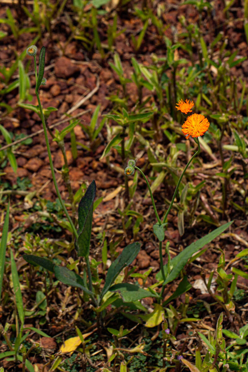 Image of Emilia caespitosa Oliv.