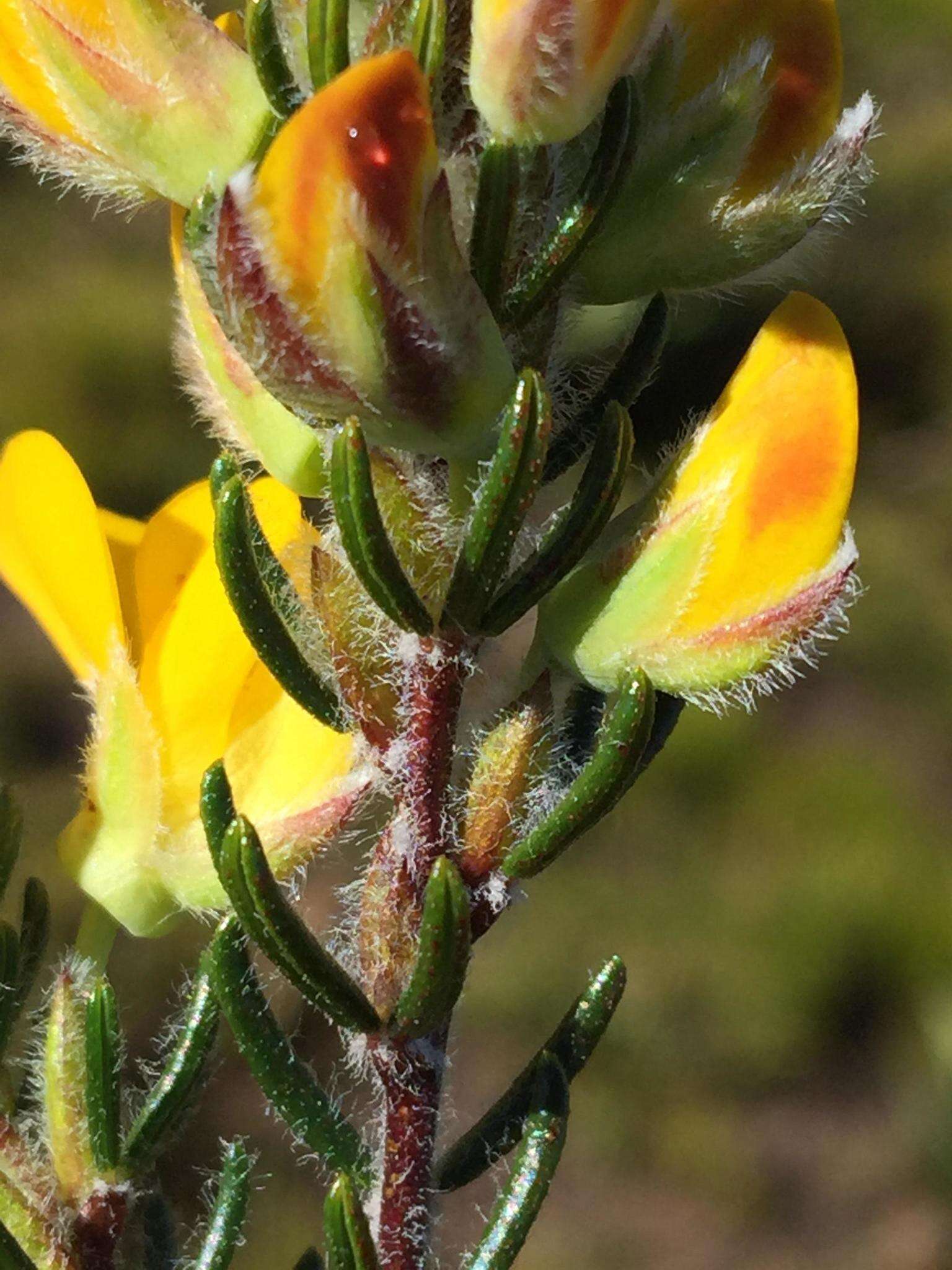 Image of Cyclopia aurescens Kies