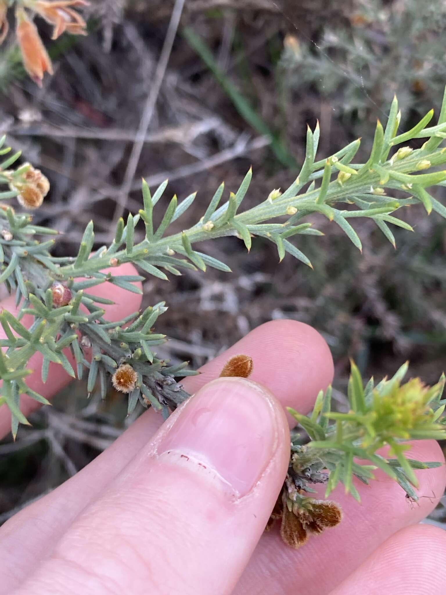 Plancia ëd Jacksonia hakeoides Meissner