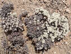 Image of Yavapai County buckwheat