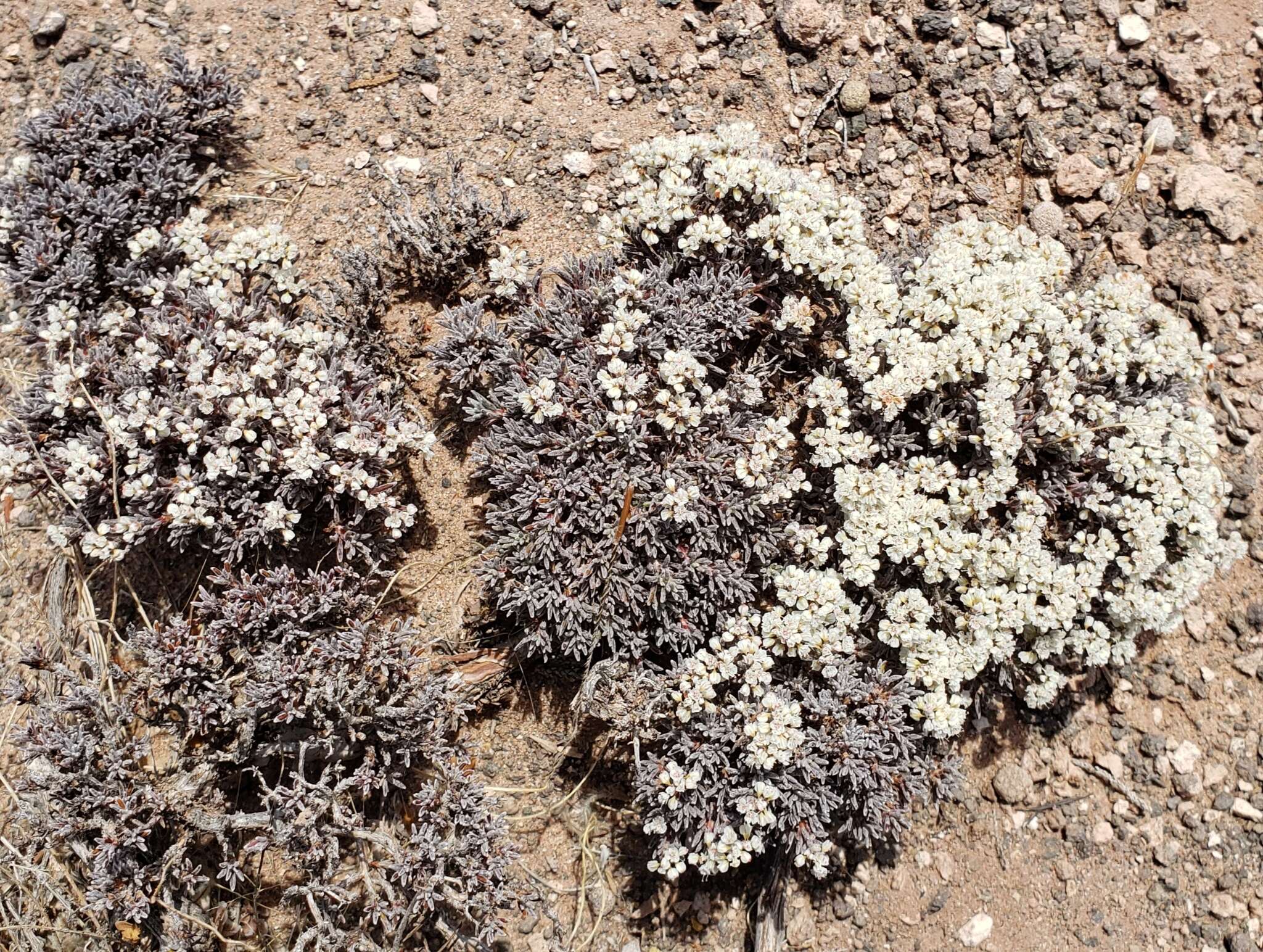 Image of Yavapai County buckwheat