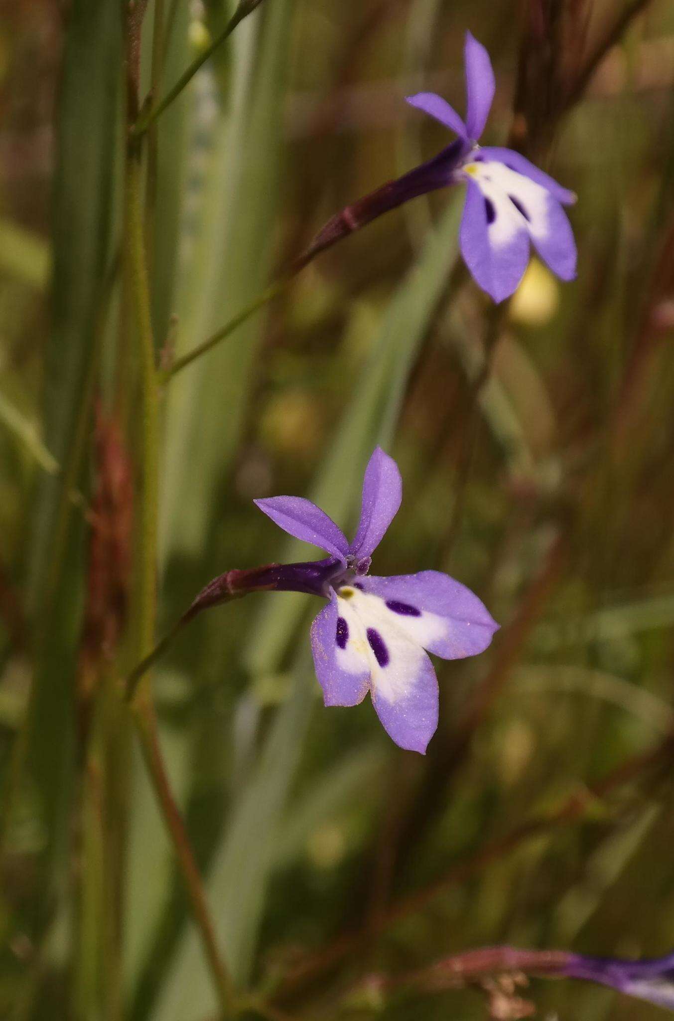 Image de Wimmerella bifida (Thunb.) Serra, M. B. Crespo & Lammers