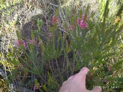 Image of Erica abietina subsp. constantiana E. G. H. Oliv. & I. M. Oliv.