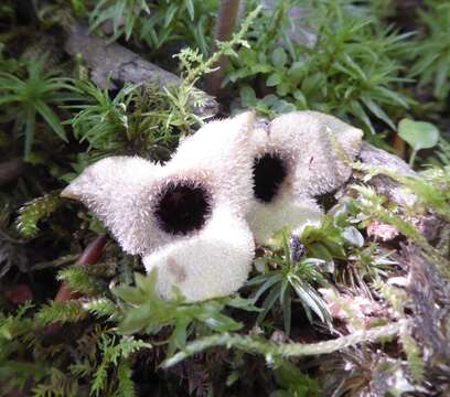 Image of Asarum rosei Sinn