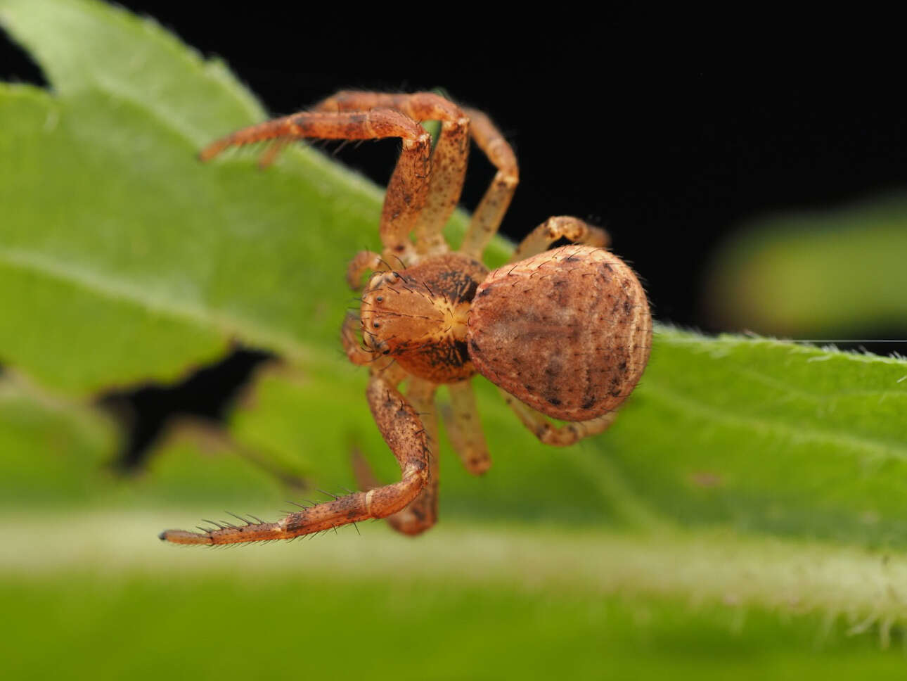 Image of Xysticus lanio C. L. Koch 1835