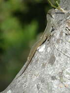 Image of Anolis cristatellus cristatellus Duméril & Bibron 1837