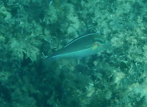 Image of Red-shoulder wrasse