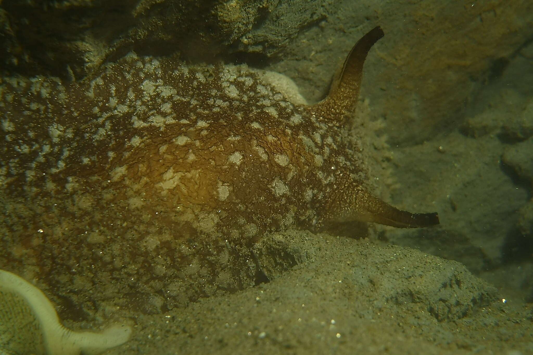 Pleurobranchaea californica MacFarland 1966 resmi