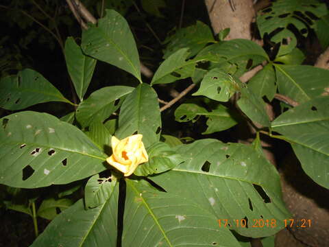 Image of Tabernaemontana tomentosa (Greenm.) A. O. Simões & M. E. Endress