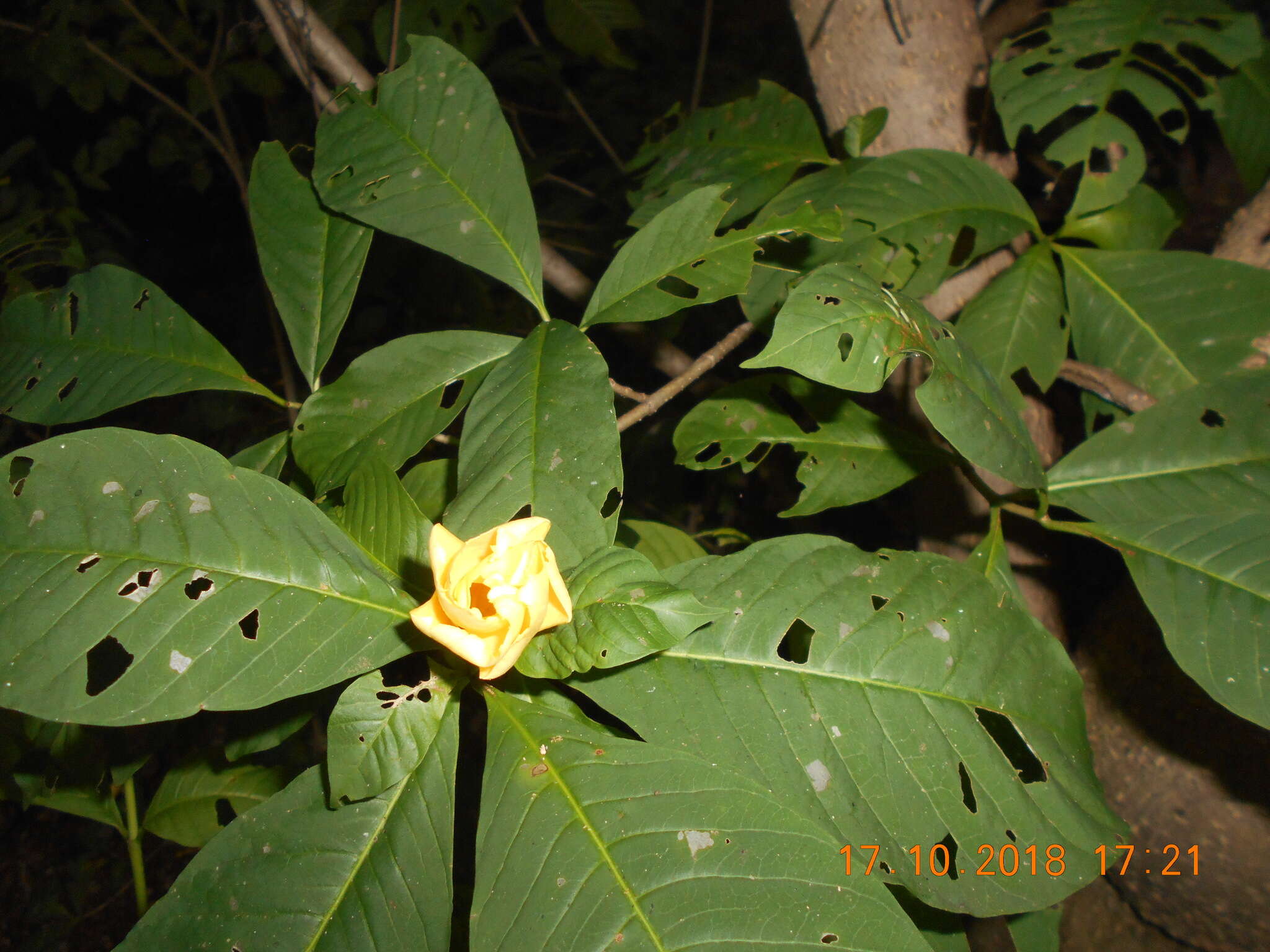 صورة Tabernaemontana tomentosa (Greenm.) A. O. Simões & M. E. Endress