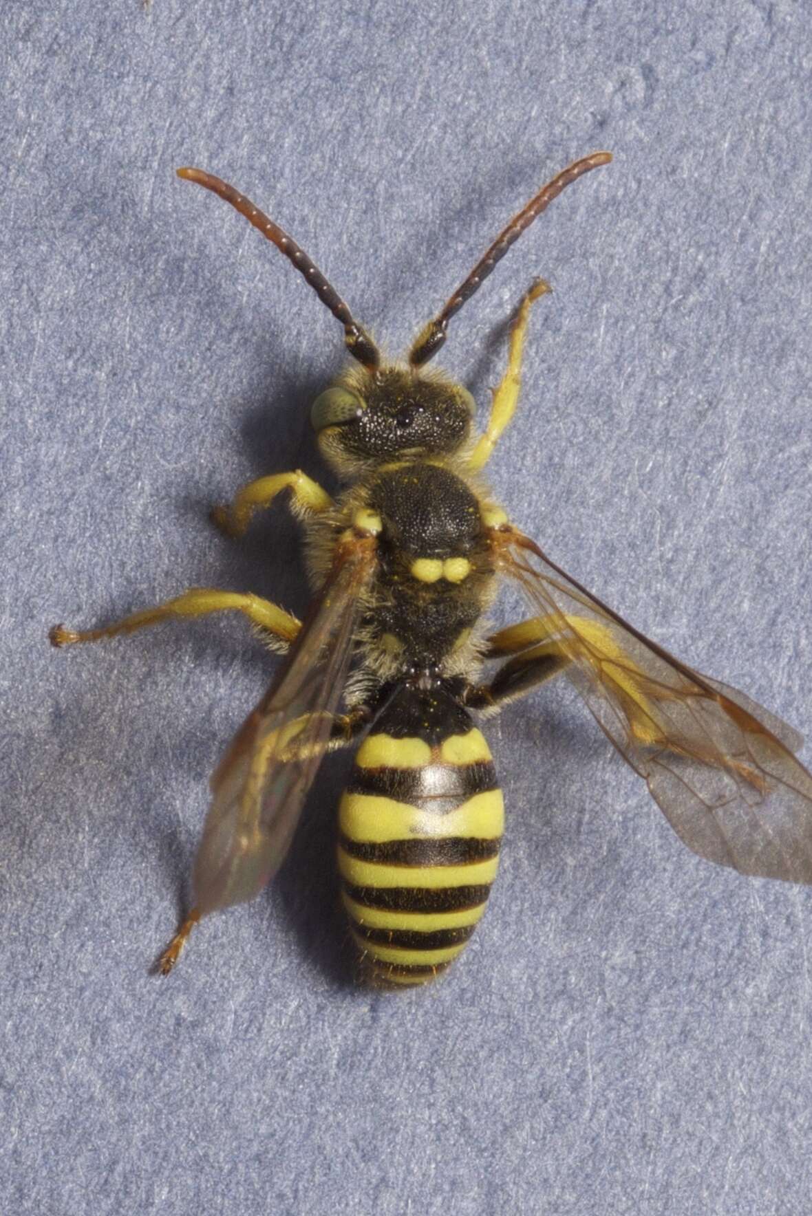 Image of Nomada luteoloides Robertson 1895