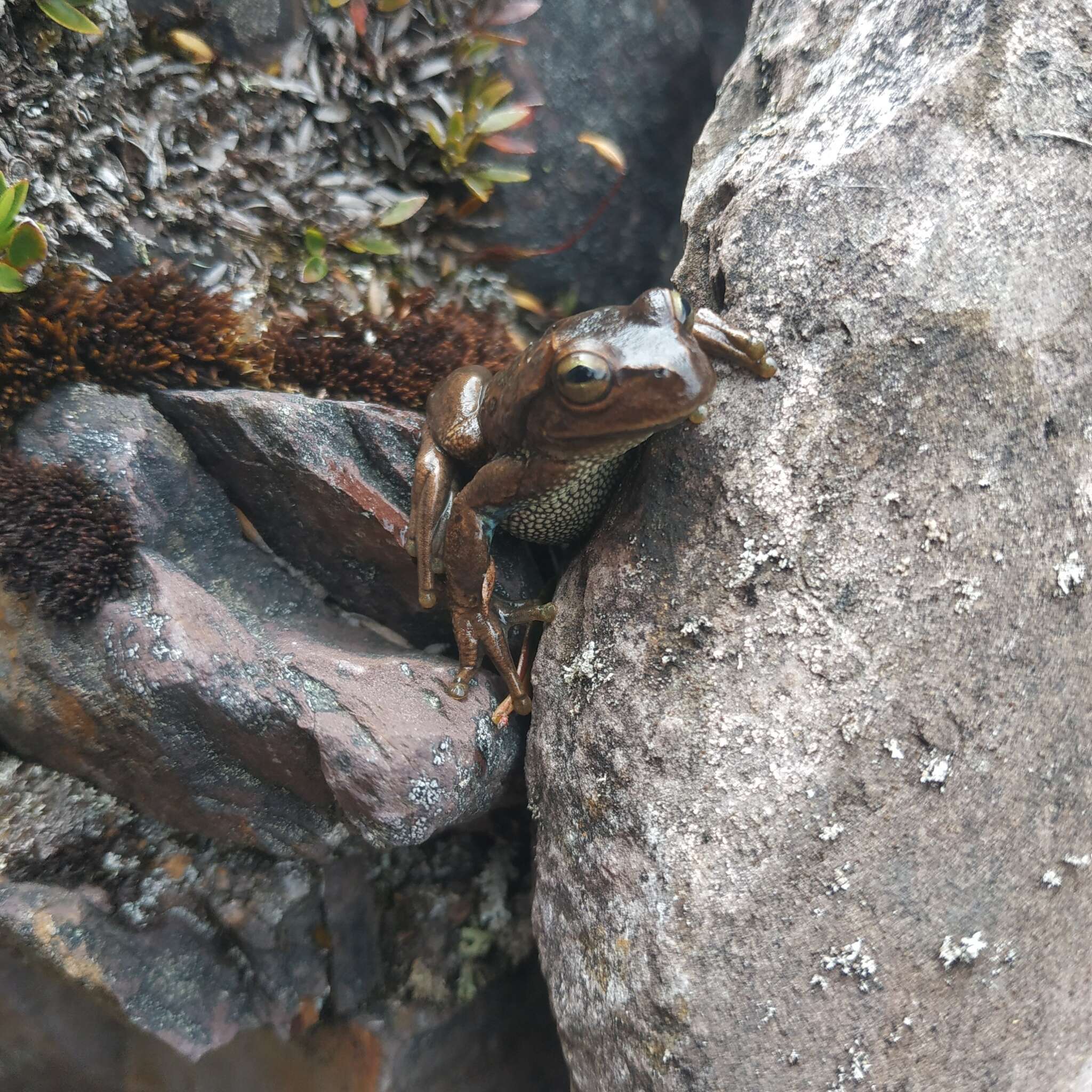 Imagem de Dendropsophus luddeckei Guarnizo, Escallón, Cannatella & Amézquita 2012